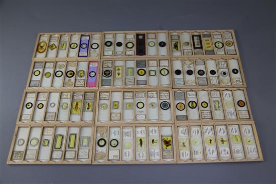 A collection of 19th century and later microscope slides,